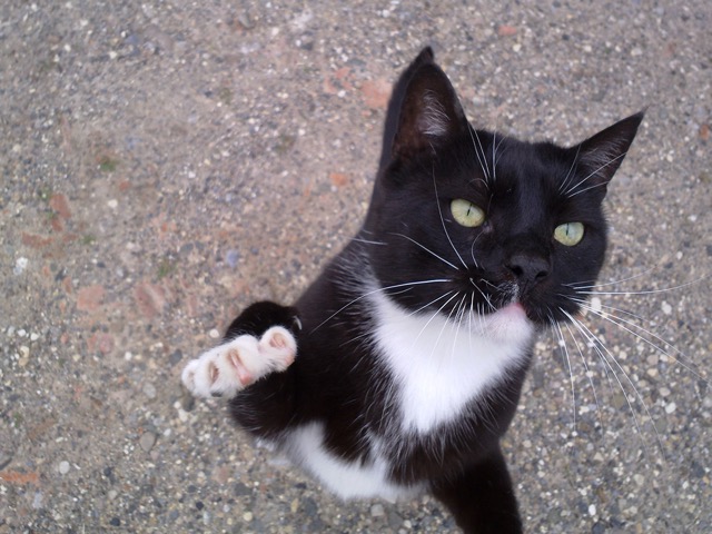 Clickertraining